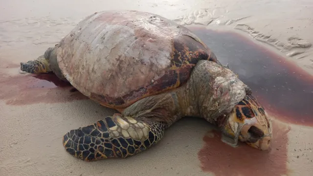 Imagem ilustrativa da notícia Vídeo: tartaruga gigante é encontrada morta em Salinas