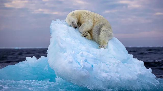 Imagem ilustrativa da notícia Fotógrafo vence prêmio com foto de urso polar dormindo