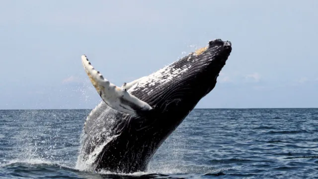 Imagem ilustrativa da notícia Baleias conseguem cantar devido à "almofadinha" na garganta