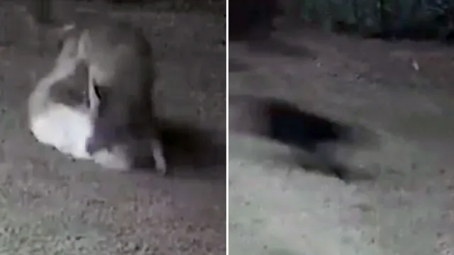 Imagem ilustrativa da notícia Vídeo: gata salva cadela de ataque de coiotes nos EUA