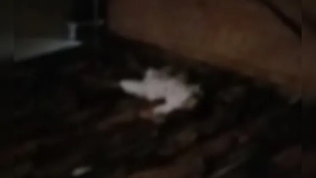 Imagem ilustrativa da notícia Vídeo: homem é morto em  telhado no Jurunas, em Belém.