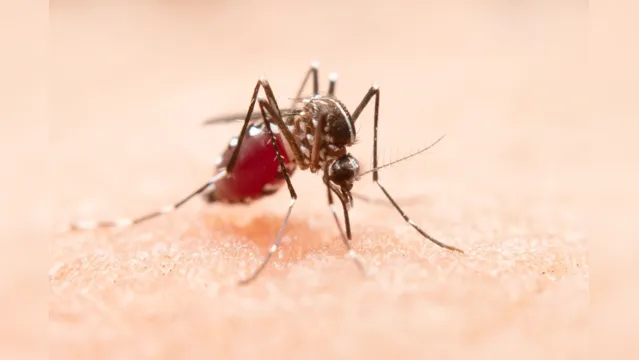 Imagem ilustrativa da notícia Dengue, Chikungunya e Zika: veja os sintomas de cada doença