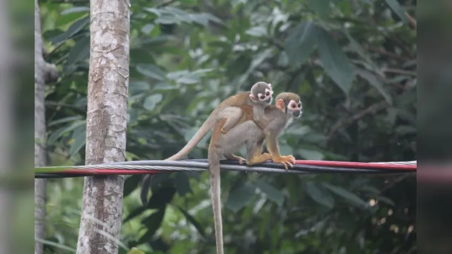 Imagem ilustrativa da notícia Campanha alerta para proteção aos animais silvestres no Pará