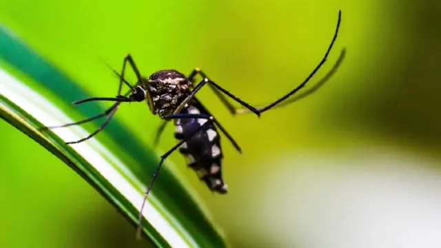Imagem ilustrativa da notícia Brasil registra 94 mortes por dengue; BH decreta emergência
