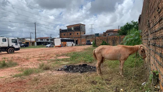 Imagem ilustrativa da notícia Vídeo: cavalo é abandonado amarrado em Ananindeua