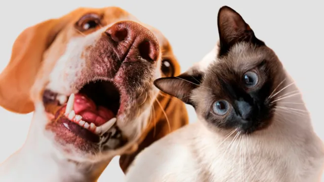 Imagem ilustrativa da notícia Raças e nomes de Pets no Brasil: conheça os mais comuns!