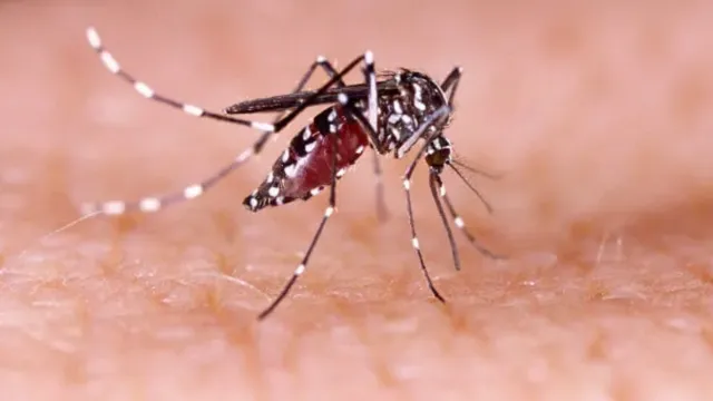 Imagem ilustrativa da notícia Belo Horizonte decreta emergência por epidemia de dengue