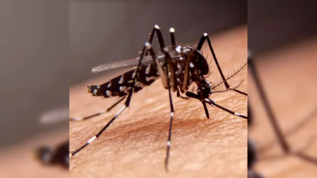 Imagem ilustrativa da notícia Especialista esclarece mitos e verdades sobre a dengue