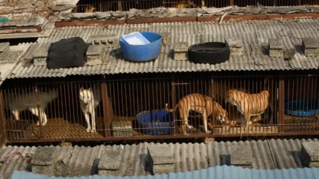 Imagem ilustrativa da notícia Coreia do Sul proíbe consumo e venda da carne de cachorro