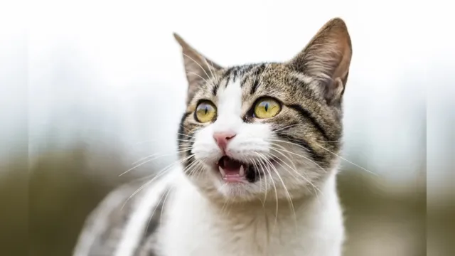 Imagem ilustrativa da notícia Se seu gato faz esse som, ele pode estar correndo risco