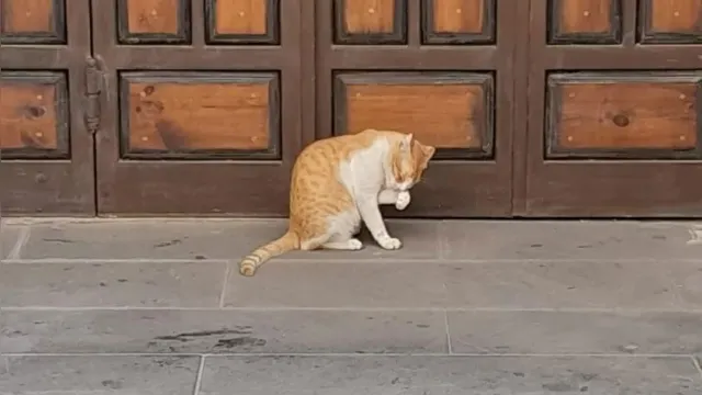 Imagem ilustrativa da notícia Gatos dominam as ruas da cidade-sede do Mundial de Clubes