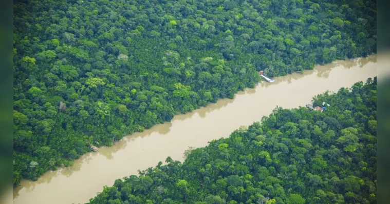 Imagem ilustrativa da notícia Programa quer recuperar área desmatada na Amazônia