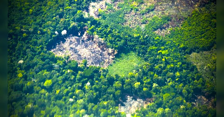 Imagem ilustrativa da notícia Pará registra redução de 34% nos alertas de desmatamento