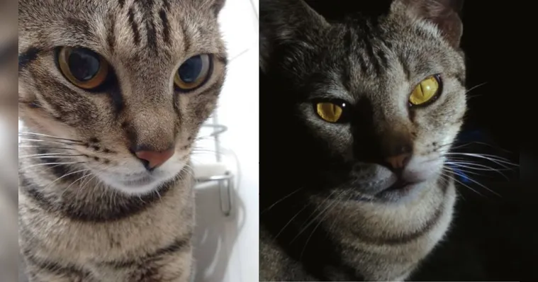 Imagem ilustrativa da notícia Com câncer, a gatinha Buttercup precisa da sua ajuda
