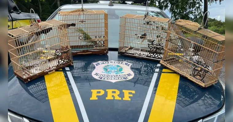Imagem ilustrativa da notícia Curiós são resgatados na rodovia BR-316 em Capanema