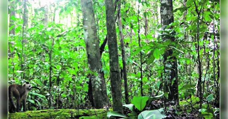 Imagem ilustrativa da notícia Projeto da Agrolpalma localiza macaco ameaçado de extinção