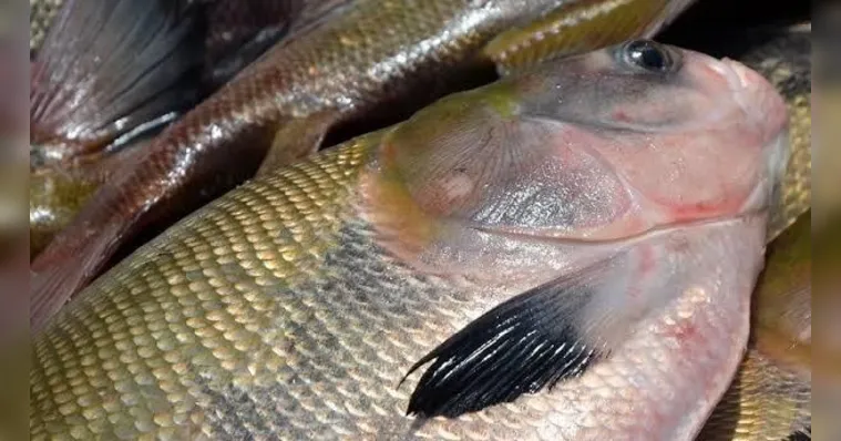 Imagem ilustrativa da notícia No Pará, 18 espécies de peixe estão com a pesca proibida