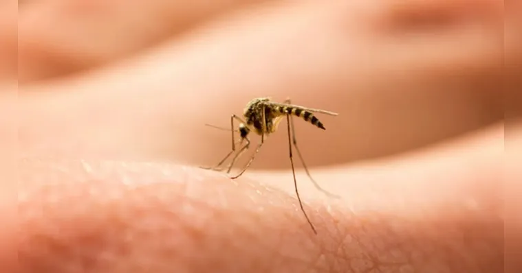 Imagem ilustrativa da notícia Dengue: Rio de Janeiro entra em
situação de emergência