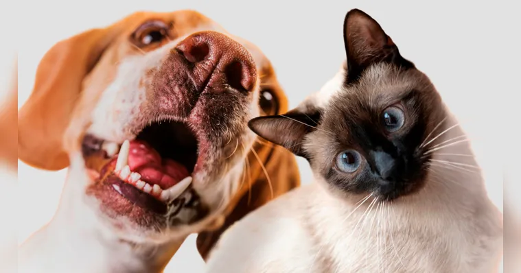 Imagem ilustrativa da notícia Raças e nomes de Pets no Brasil: conheça os mais comuns!