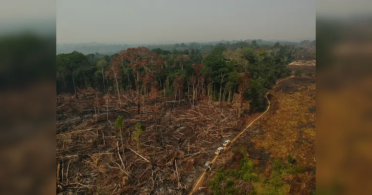 Imagem ilustrativa da notícia Justiça condena homem por desmatar Floresta Amazônica