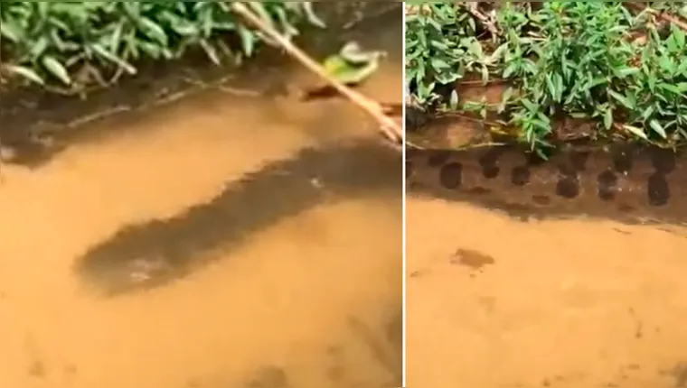 Imagem ilustrativa da notícia Olha a cobra! Família registra "anaconda" em igarapé