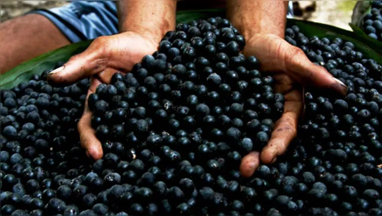 Imagem ilustrativa da notícia Pará fecha 2023 como líder absoluto na produção de açaí 