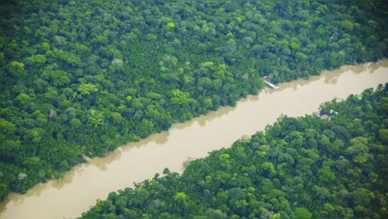 Imagem ilustrativa da notícia Programa quer recuperar área desmatada na Amazônia