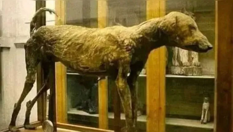 Imagem ilustrativa da notícia Cão de 3.500 anos que pertenceu a faraó é achado no Egito
