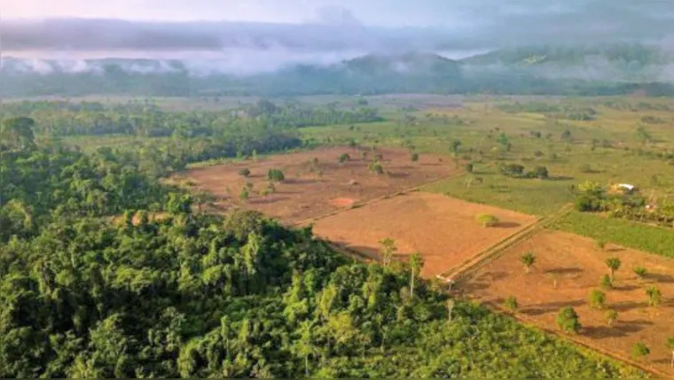Imagem ilustrativa da notícia Recuperação privada: Pará cede área ameaçada na Amazônia