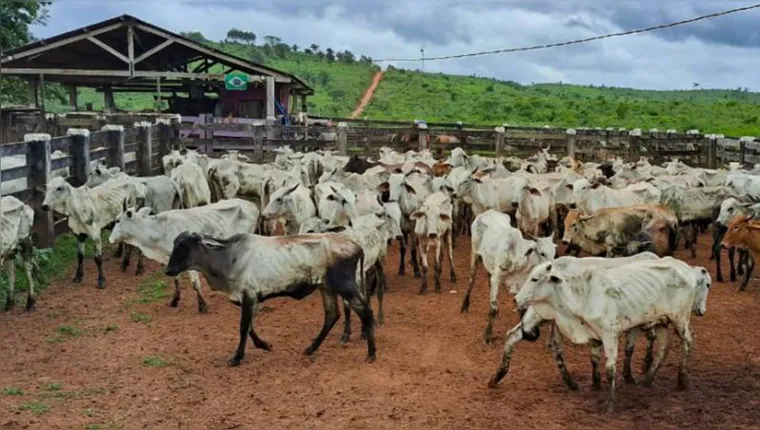 Imagem ilustrativa da notícia Pequenos pecuaristas recebem doação de gado no Pará