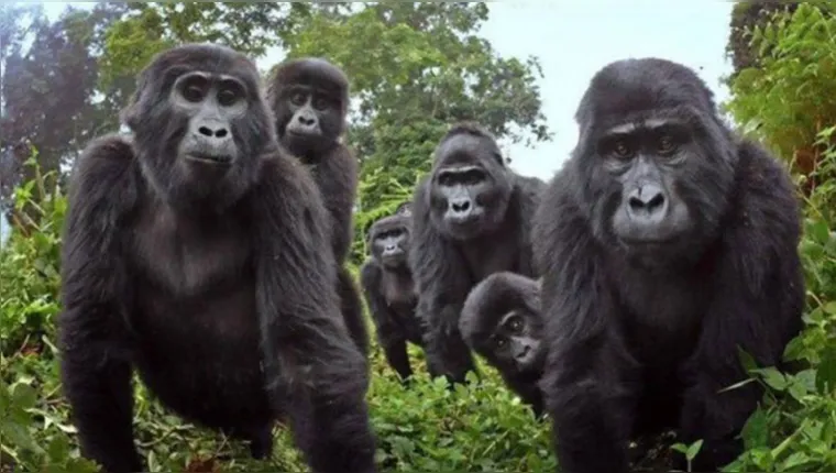 Imagem ilustrativa da notícia Gorilas são flagrados soltando pum e cantando pela 1ª vez