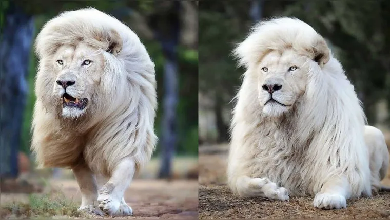 Imagem ilustrativa da notícia Leão branco da África é considerado o mais bonito do mundo