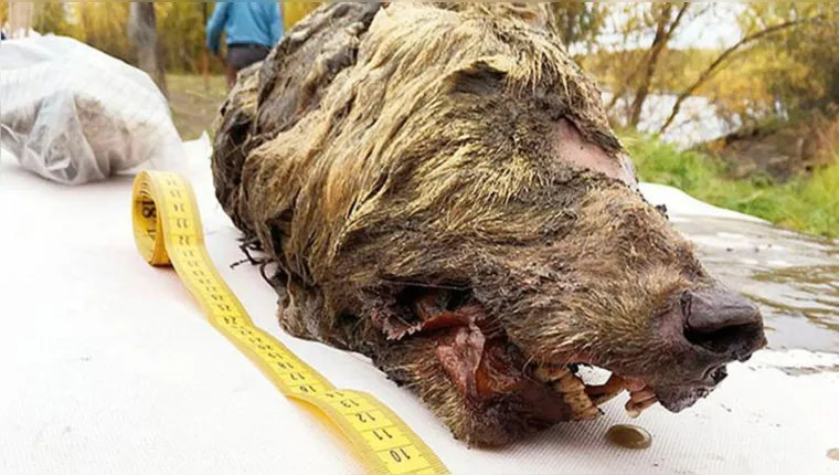 Imagem ilustrativa da notícia Cabeça de lobo gigante, de 30 mil anos, é achada na Rússia