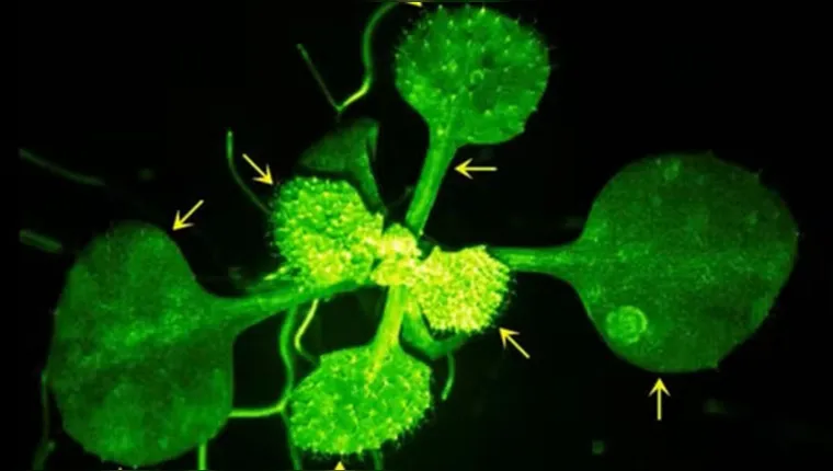 Imagem ilustrativa da notícia Vídeo: cientistas filmam plantas conversando e se protegendo