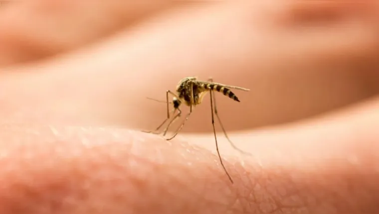 Imagem ilustrativa da notícia Dengue: Rio de Janeiro entra em
situação de emergência