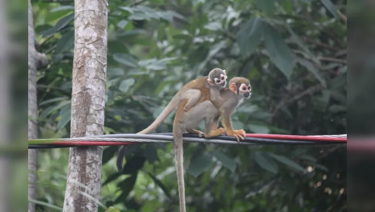 Imagem ilustrativa da notícia Campanha alerta para proteção aos animais silvestres no Pará