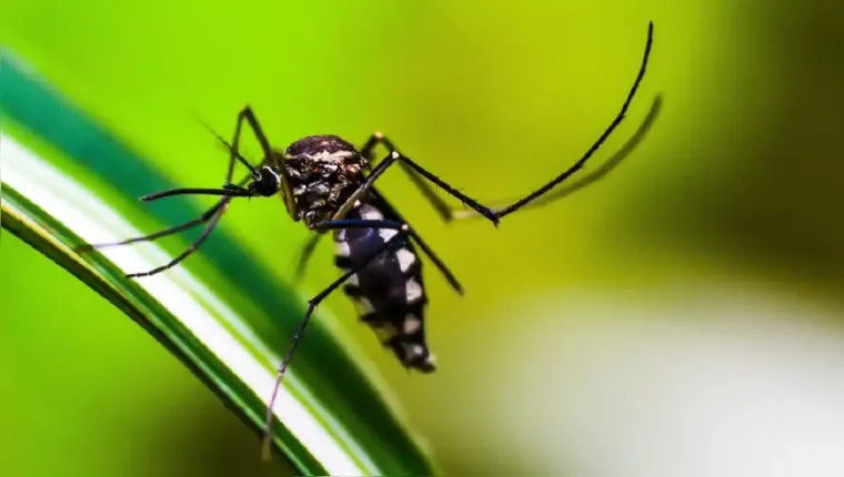 Imagem ilustrativa da notícia Brasil registra 94 mortes por dengue; BH decreta emergência