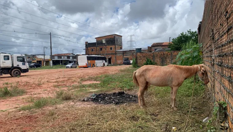 Imagem ilustrativa da notícia Vídeo: cavalo é abandonado amarrado em Ananindeua