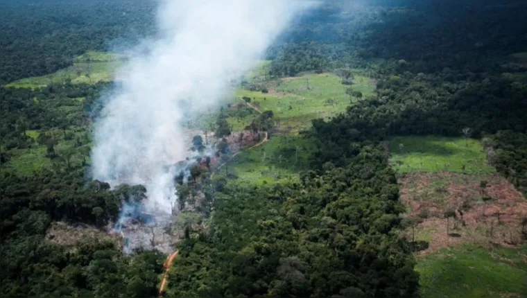 Imagem ilustrativa da notícia Pará terá restauração florestal com créditos de carbono