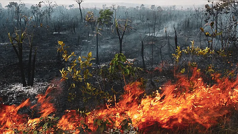 Imagem ilustrativa da notícia Amazônia bate recorde de focos de incêndio em fevereiro