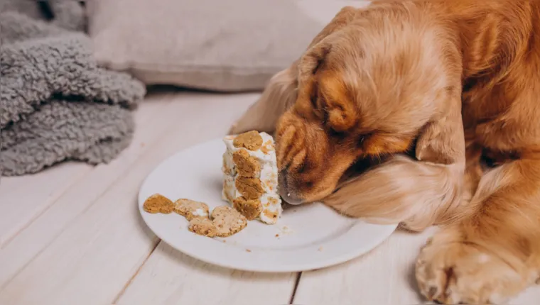 Imagem ilustrativa da notícia Alerta: confira os alimentos que são proibidos para os pets