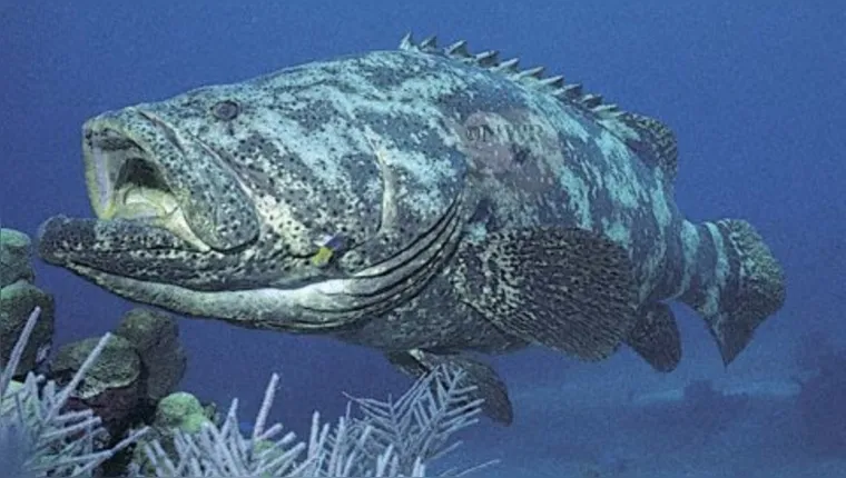 Imagem ilustrativa da notícia Vídeo: Peixe "gigante" em extinção é encontrado no Pará 