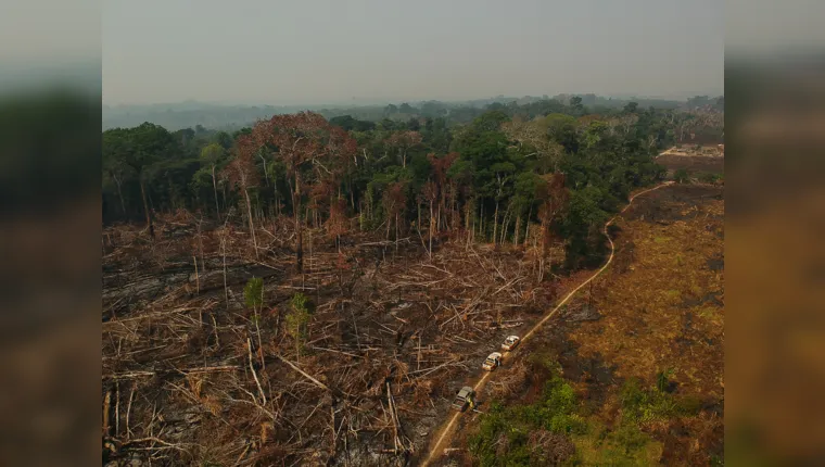 Imagem ilustrativa da notícia Justiça condena homem por desmatar Floresta Amazônica