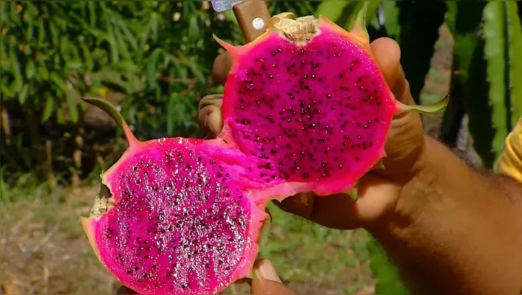 Imagem ilustrativa da notícia 10 motivos incríveis para você começar a comer pitaya