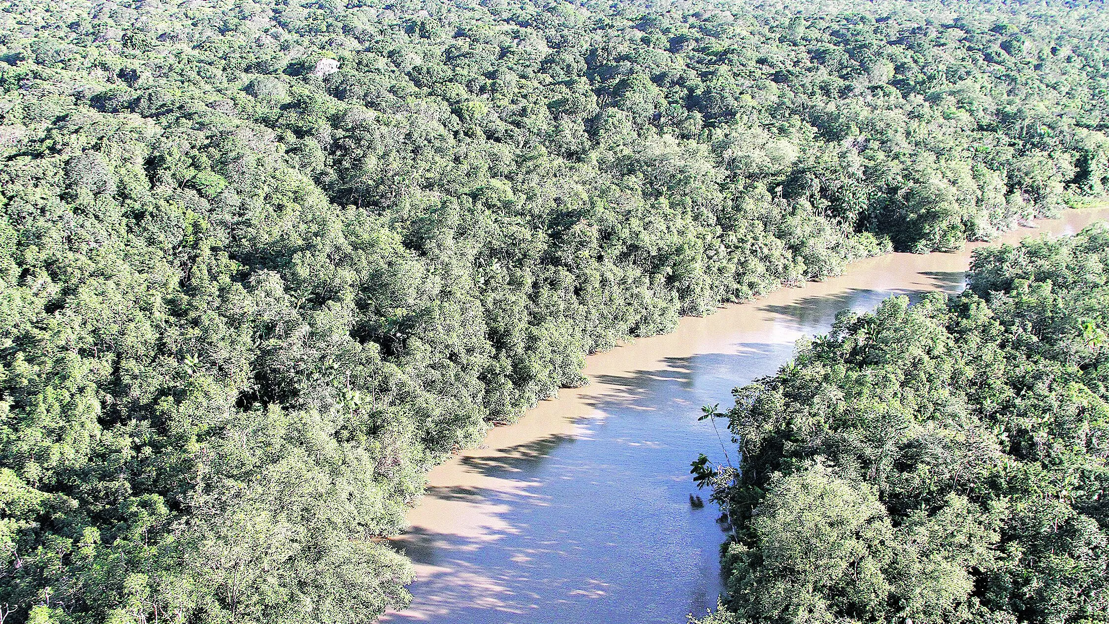 O Pará foi o estado que mais contribuiu com a redução do desmatamento na Amazônia Legal no período de agosto de 2023 a abril de 2024