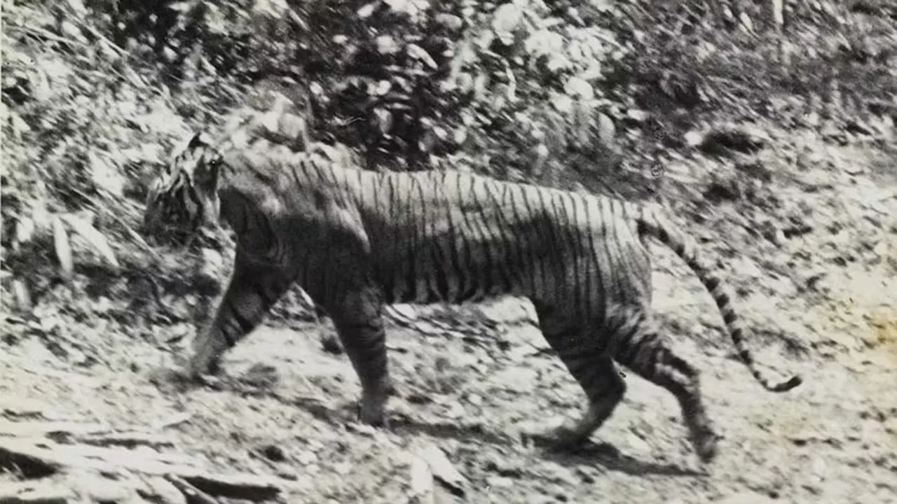 Foto de um tigre-de-java vivo foi tirada em 1938 em Ujung Kulon. O animal foi oficialmente considerado extinto em 2008.