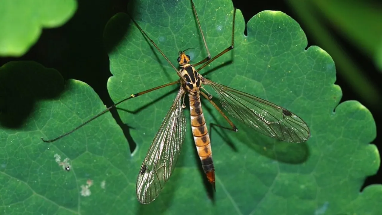 Os "mosquitos gigantes" são quase 10 vezes maiores que os mosquitos comuns, como o Aedes Aegypt.