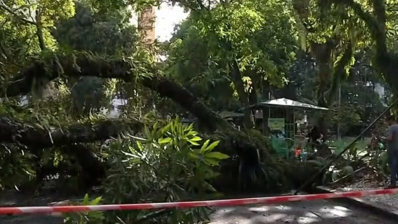 Árvore caida na praça Batista Campos em Belém