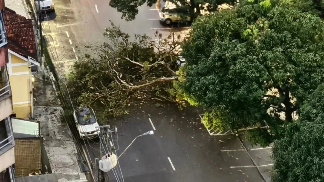 Árvore na Praça da República caiu