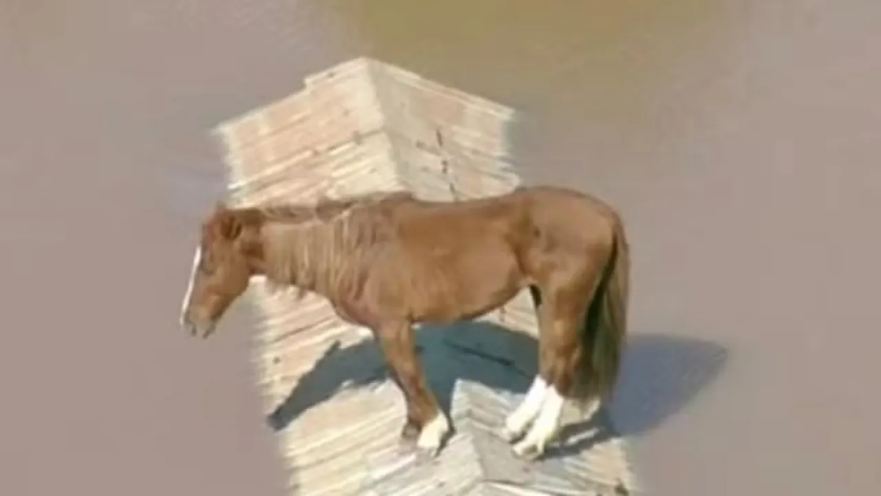 Cavalo ilhado em cima de telhado no Rio Grande do Sul